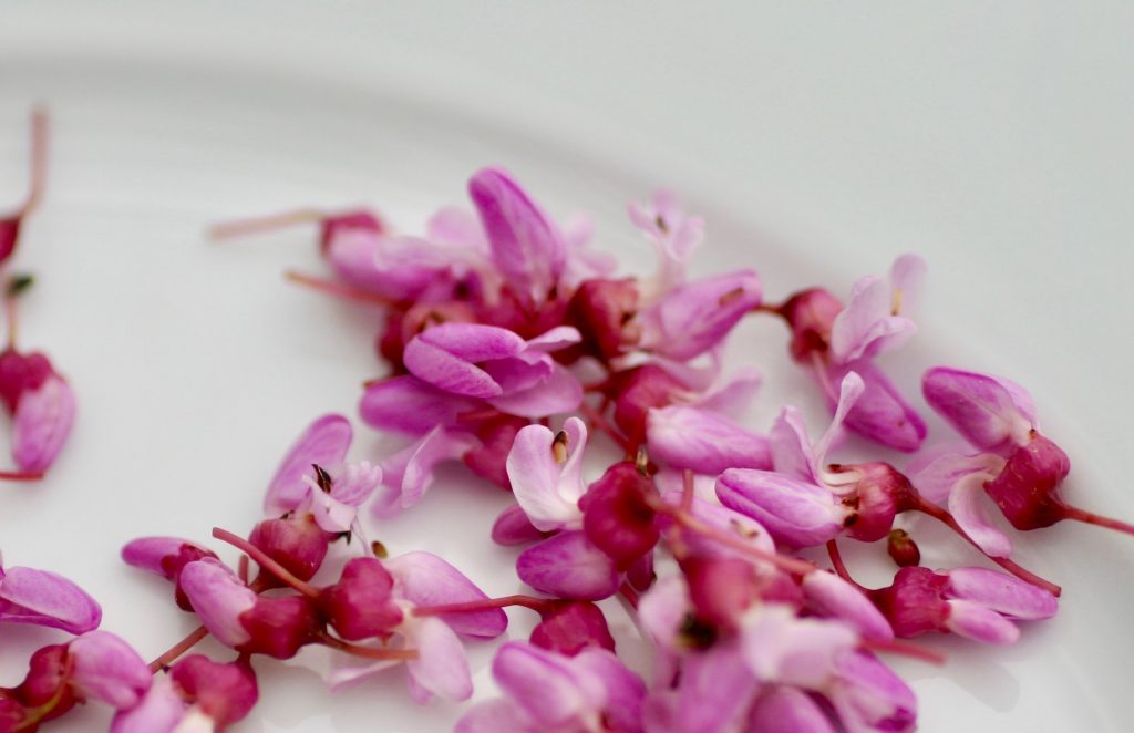 Did you know redbud flowers are edible?