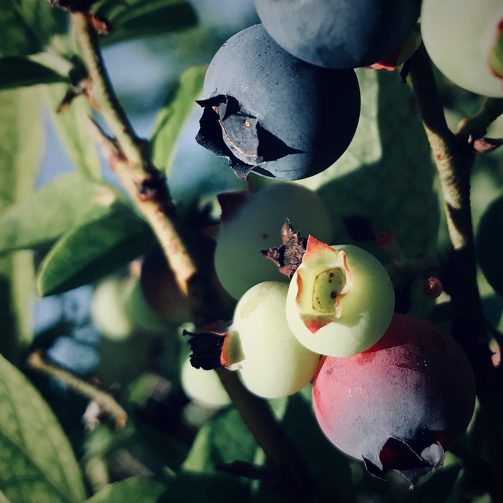 True Berries vs Common Berries